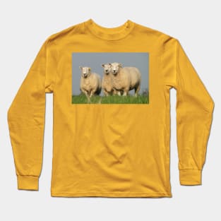 Curious Lleyn Sheep Long Sleeve T-Shirt